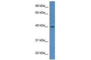 ELMOD3 antibody  (AA 238-287)
