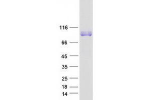 Western Blotting (WB) image for Leucine Rich Repeat Containing 8 Family, Member A (LRRC8A) (Transcript Variant 3) protein (Myc-DYKDDDDK Tag) (ABIN2724948)