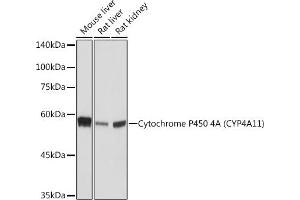 Western blot analysis of extracts of various cell lines, using Cytochrome P450 4A (CYP4) (CYP4) Rabbit mAb (ABIN7266658) at 1:1000 dilution. (CYP4A11 antibody)