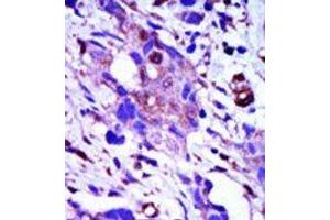 Image no. 1 for anti-Polo-Like Kinase 1 (PLK1) (C-Term) antibody (ABIN360333) (PLK1 antibody  (C-Term))