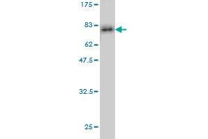 Western Blotting (WB) image for anti-Caspase 9, Apoptosis-Related Cysteine Peptidase (CASP9) (AA 1-416) antibody (ABIN560175)