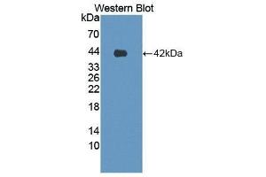 Western Blotting (WB) image for anti-Latrophilin 3 (LPHN3) (AA 1105-1447) antibody (ABIN1869026)