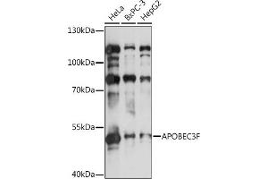 Western blot analysis of extracts of various cell lines, using F antibody (ABIN3016158, ABIN3016159, ABIN3016160 and ABIN6219586) at 1:1000 dilution. (APOBEC3F antibody  (AA 1-65))