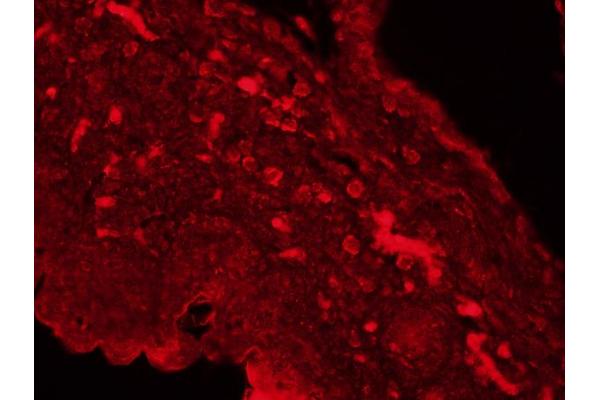 FPR1 antibody