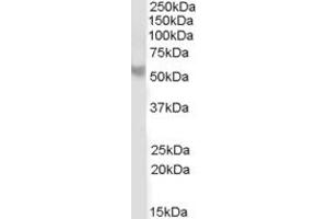 PPP2R5B antibody  (C-Term)