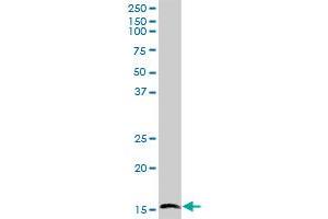 C14orf129 MaxPab polyclonal antibody. (GSKIP antibody  (AA 1-139))