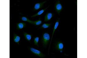 IF analysis of SH3GL2 using anti-SH3GL2 antibody (ABIN7602229). (SH3G2 antibody  (AA 65-292))