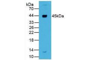 Figure. (Renin antibody  (AA 67-153))