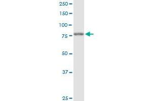 FOXK2 monoclonal antibody (M04), clone 4A11. (Forkhead Box K2 antibody  (AA 561-660))