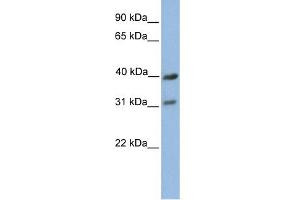 WB Suggested Anti-COX3 Antibody Titration:  0. (COX3 antibody  (C-Term))