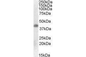Western Blotting (WB) image for Meis Homeobox 1 (MEIS1) peptide (ABIN369858) (Meis Homeobox 1 (MEIS1) Peptide)