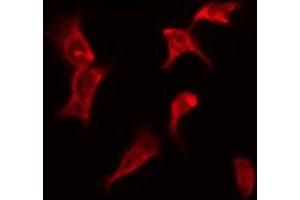 ABIN6276119 staining 293 by IF/ICC. (OR13G1 antibody  (C-Term))