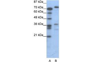 WB Suggested Anti-CREB3 Antibody Titration:  0. (CREB3 antibody  (C-Term))