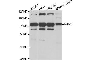 Western blot analysis of extracts of various cell lines, using RARS antibody (ABIN5973728) at 1/1000 dilution. (RARS antibody)
