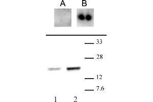 CENP-A phospho Ser18 antibody (pAb) tested by Western blot. (CENPA antibody  (pSer16, pSer18))
