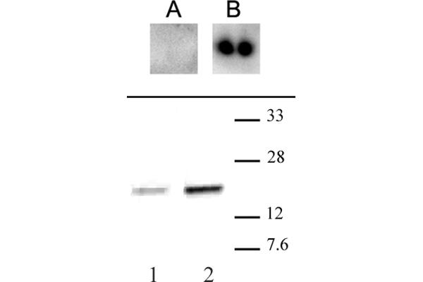 CENPA antibody  (pSer16, pSer18)