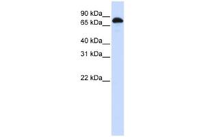 WB Suggested Anti-STAT3 Antibody Titration:  0. (STAT3 antibody  (N-Term))