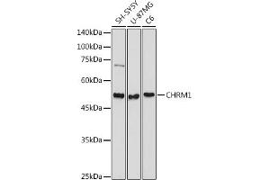 Western blot analysis of extracts of various cell lines, using CHRM1 antibody (ABIN3022210, ABIN3022211, ABIN3022212, ABIN1512760 and ABIN6218670) at 1:1000 dilution. (CHRM1 antibody  (C-Term))