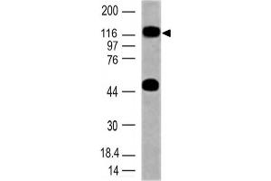 Image no. 1 for anti-Toll-Like Receptor 10 (TLR10) (AA 100-369) antibody (ABIN5027569) (TLR10 antibody  (AA 100-369))