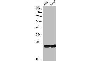 Western Blot analysis of 823 293T cells using ASC Polyclonal Antibody (PYCARD antibody  (N-Term))