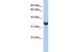 WB Suggested Anti-DLK1 Antibody Titration:  0. (DLK1 antibody  (Middle Region))