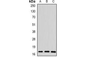 Western blot analysis of Spot 14 expression in mouse liver (A), rat brain (B), rat heart (C) whole cell lysates.