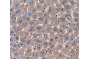 Figure. (IL17 Receptor B antibody  (AA 310-499))