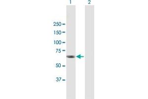 Western Blot analysis of RGS12 expression in transfected 293T cell line by RGS12 MaxPab polyclonal antibody. (RGS12 antibody  (AA 1-555))