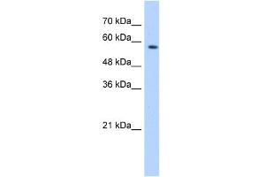 WB Suggested Anti-SF3A3 Antibody Titration:  0. (SF3A3 antibody  (Middle Region))