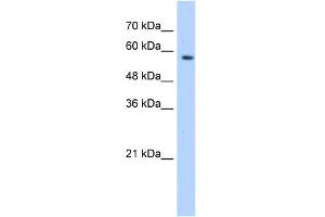 WB Suggested Anti-SF3A3 Antibody Titration:  0. (SF3A3 antibody  (Middle Region))