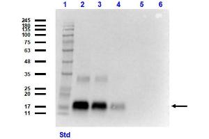 Western Blot of Rat Anti-NAG1 C-term Antibody. (GDF15 antibody  (C-Term))