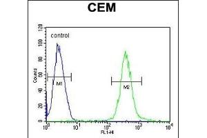 AT8B2 Antibody (N-term) (ABIN654734 and ABIN2844422) flow cytometric analysis of CEM cells (right histogram) compared to a negative control cell (left histogram). (ATP8B2 antibody  (N-Term))