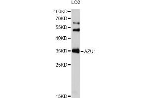 Western blot analysis of extracts of LO2 cells, using AZU1 Antibody (ABIN5975002) at 1/1000 dilution. (Azurocidin antibody)