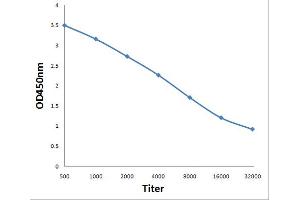 Antigen: 0. (BOD1 antibody  (AA 51-150))