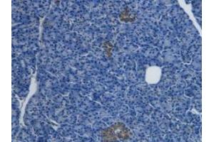 Immunohistochemistry (IHC) image for anti-Endothelin 1 (EDN1) (AA 53-90) antibody (ABIN7428116)