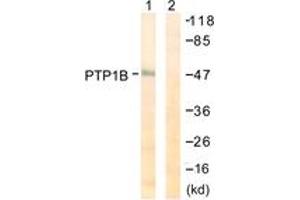 Western blot analysis of extracts from COS7 cells, treated with UV 30', using PTP1B (Ab-50) Antibody. (PTPN1 antibody  (AA 16-65))