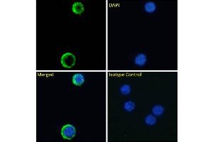Immunofluorescence staining of fixed human peripheral blood monocytes (PBMs) with anti-Interleukin 7 receptor antibody YIL7R323. (Recombinant IL7R antibody)
