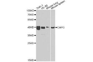Western blot analysis of extracts of various cell lines, using CAPG Antibody. (CAPG antibody  (AA 1-348))
