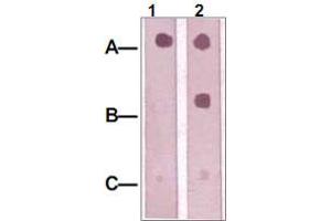 Dot Blot : 1 ug peptide was blot onto NC membrane. (IRS1 antibody  (pSer312))