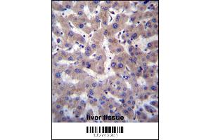 PRCP Antibody immunohistochemistry analysis in formalin fixed and paraffin embedded human liver tissue followed by peroxidase conjugation of the secondary antibody and DAB staining. (PRCP antibody  (N-Term))