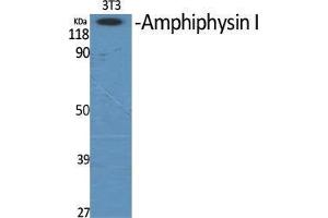 Western Blot (WB) analysis of specific cells using Amphiphysin I Polyclonal Antibody. (Amphiphysin antibody  (Internal Region))