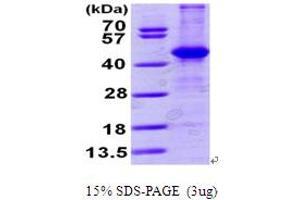SDS-PAGE (SDS) image for Aminoacylase 1 (ACY1) (AA 1-408) protein (His tag) (ABIN667808) (Aminoacylase 1 Protein (ACY1) (AA 1-408) (His tag))