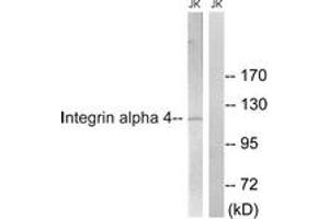Western blot analysis of extracts from Jurkat cells, treated with PMA 125ng/ml 30', using Integrin alpha4 (Ab-1027) Antibody.