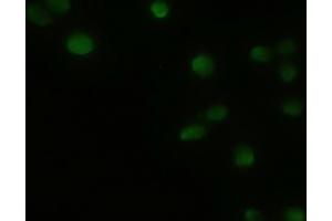 Immunofluorescent staining of HeLa cells using anti-GSC mouse monoclonal antibody (ABIN2452379). (GSC antibody  (AA 107-257))