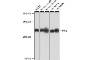 Western blot analysis of extracts of various cell lines, using HK1 Rabbit mAb (ABIN7267638) at 1:1000 dilution. (Hexokinase 1 antibody)