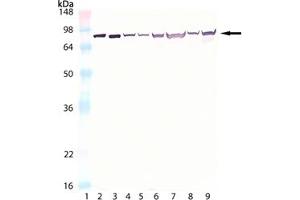 Western blot analysis of HSC70/HSP70, mAb (N27F3-4) :Lane 1: MW marker,Lane 2: HSC70/HSP73 (bovine), (recombinant) ,Lane 3: HSP70/HSP72 (human), (recombinant) ,Lane 4: 3T3,Lane 5: 3T3 (heat shocked),Lane 6: HeLa,Lane 7: HeLa (heat shocked),Lane 8: PC-12,Lane 9: PC-12 (heat shocked). (Hsc70 antibody)