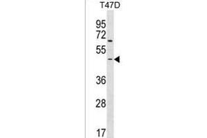 ARHGEF35 Antibody (Center) (ABIN1538181 and ABIN2850203) western blot analysis in T47D cell line lysates (35 μg/lane). (ARHGEF35 antibody  (AA 248-275))