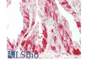 ABIN5539873 (5µg/ml) staining of paraffin embedded Human Prostate. (NELL2 antibody  (Internal Region))