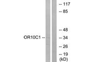 Western blot analysis of extracts from LOVO cells, using OR10C1 Antibody. (OR10C1 antibody  (AA 61-110))