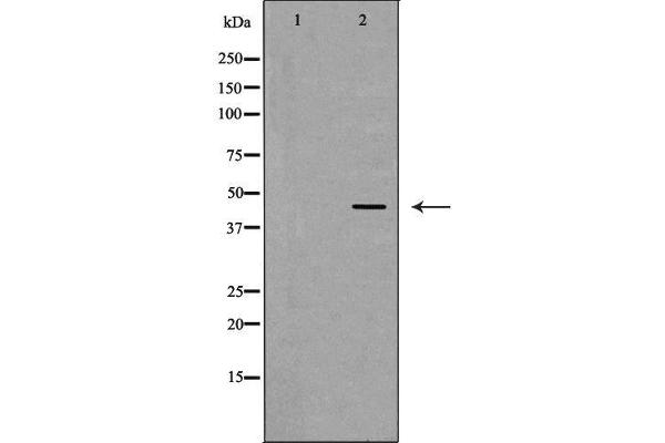 SERPINE2 antibody  (C-Term)